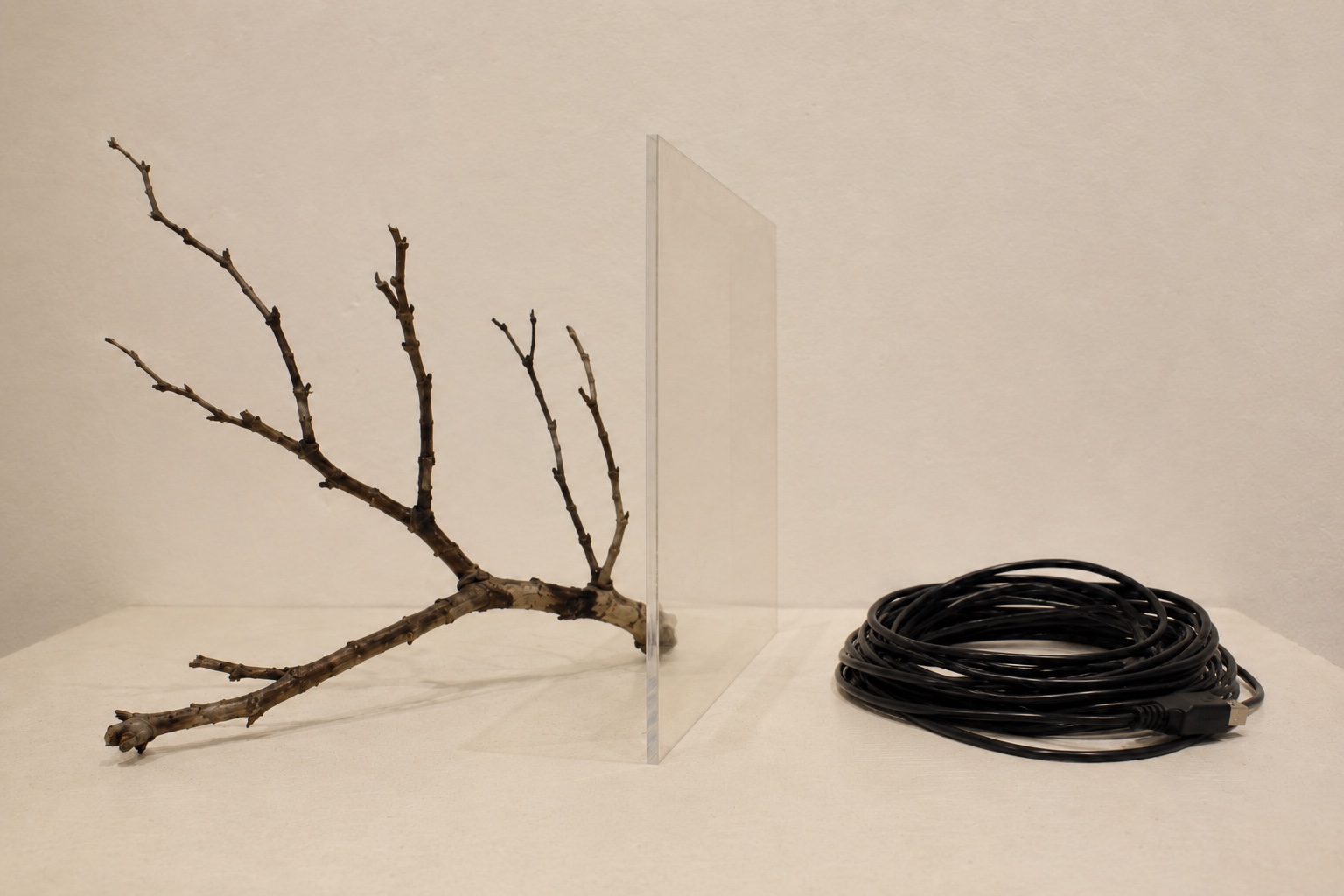 Ast und schwarzes Kabel werden durch eine transparente Fläche voneinander getrennt